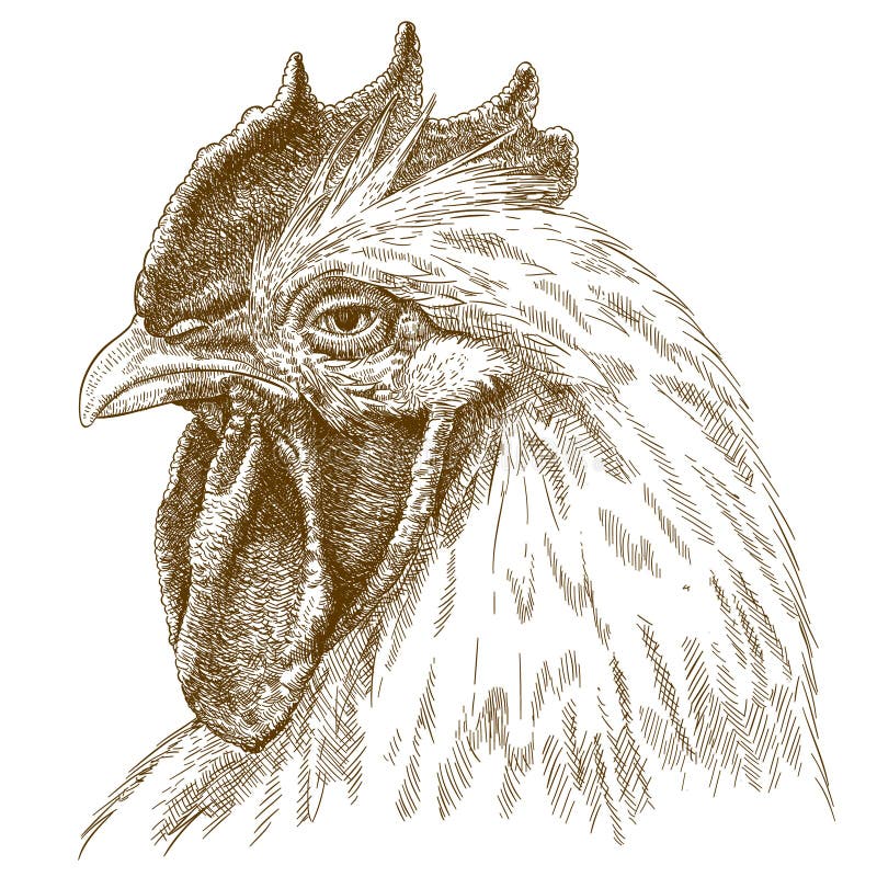 Rooster graphite pencil drawing/ bird drawing www.kberriganart.com | Chicken  drawing, Bird drawings, Animal drawings