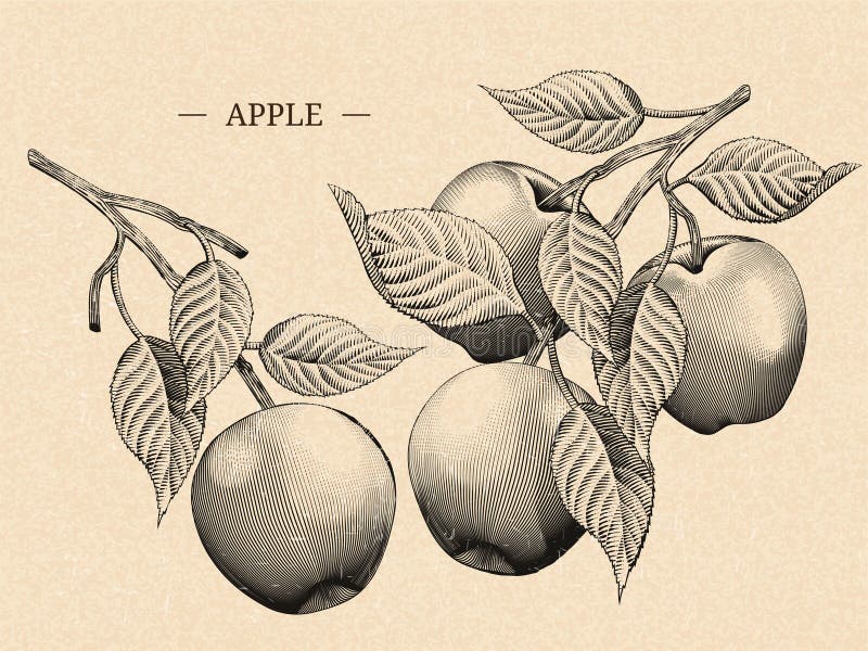 Engraving Apples with Leaves Stock Vector Illustration of element
