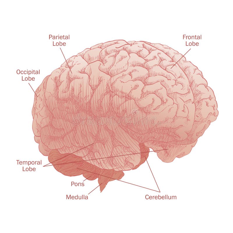 Human brain head anatomy stock illustration. Illustration of engraving ...