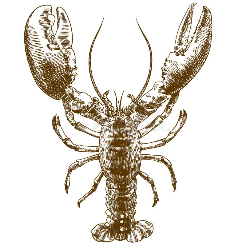 Engraving drawing illustration of big lobster