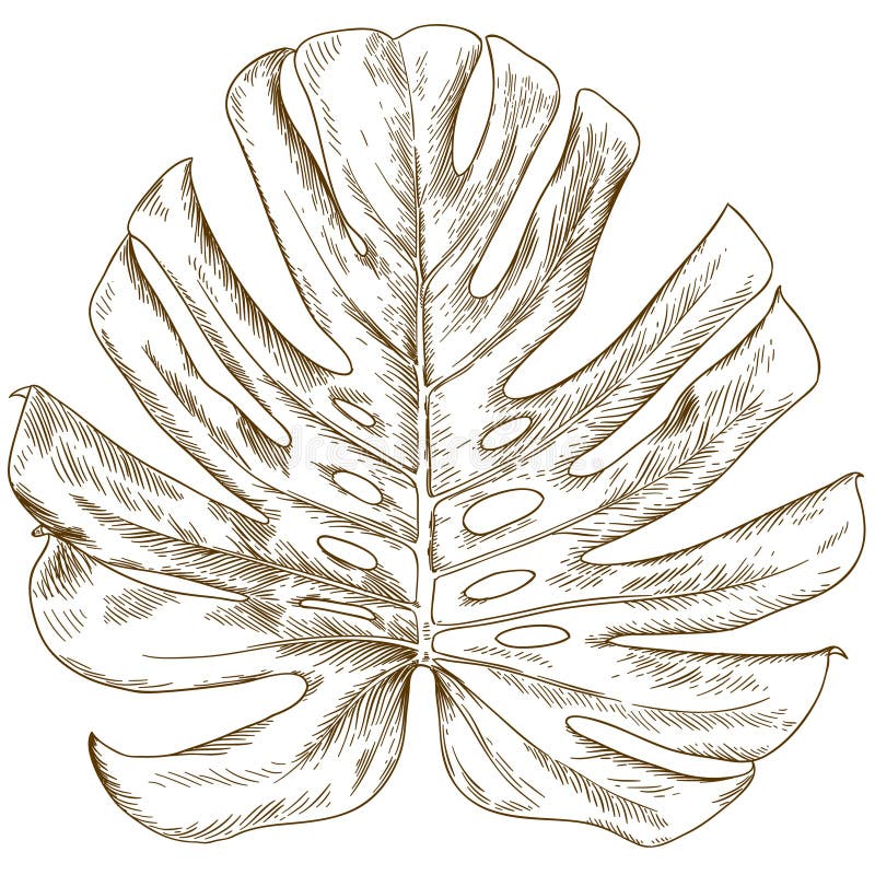 Engraving Drawing Illustration of Monstera Leaf Stock Vector