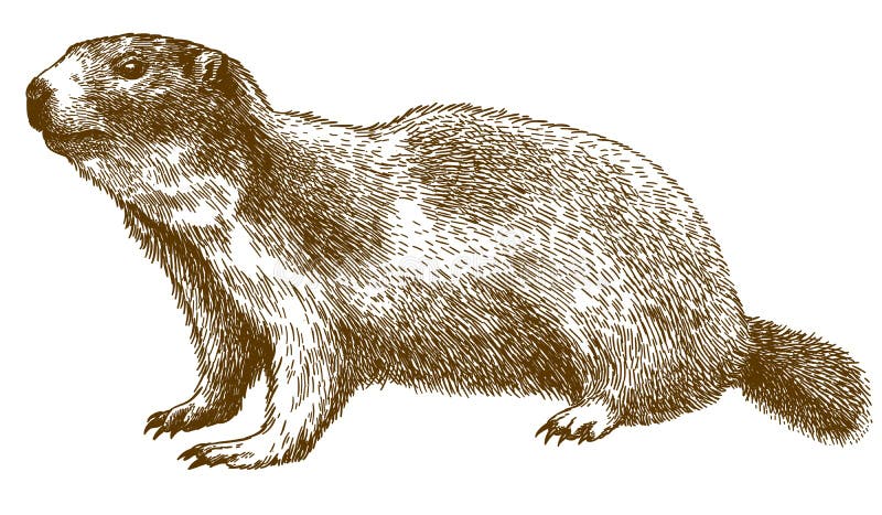 Engraving illustration of alpine marmot