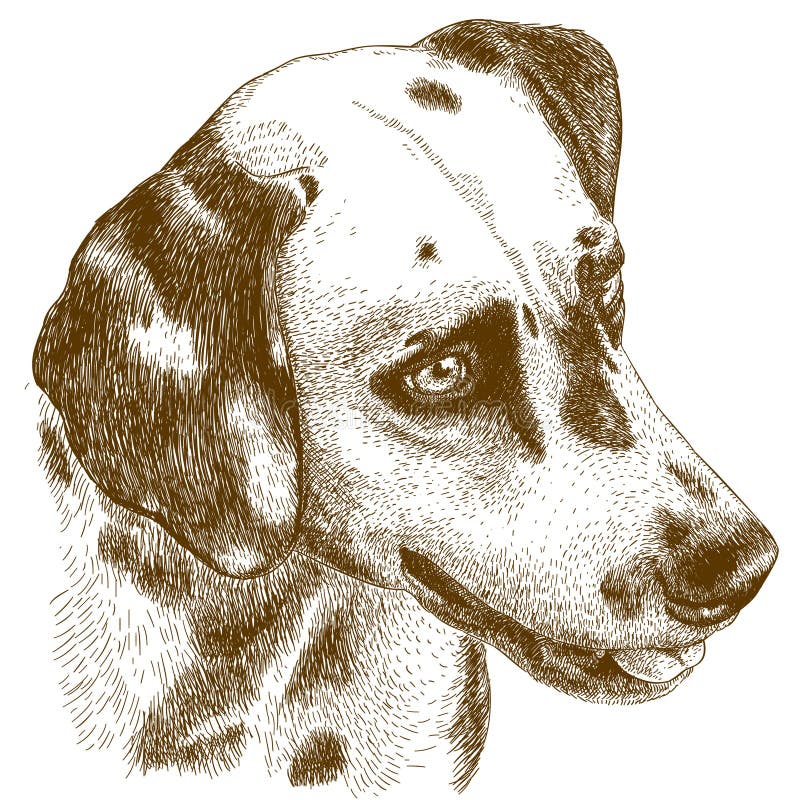 Engraving Illustration of Dalmatian Head Stock Vector - Illustration of ...