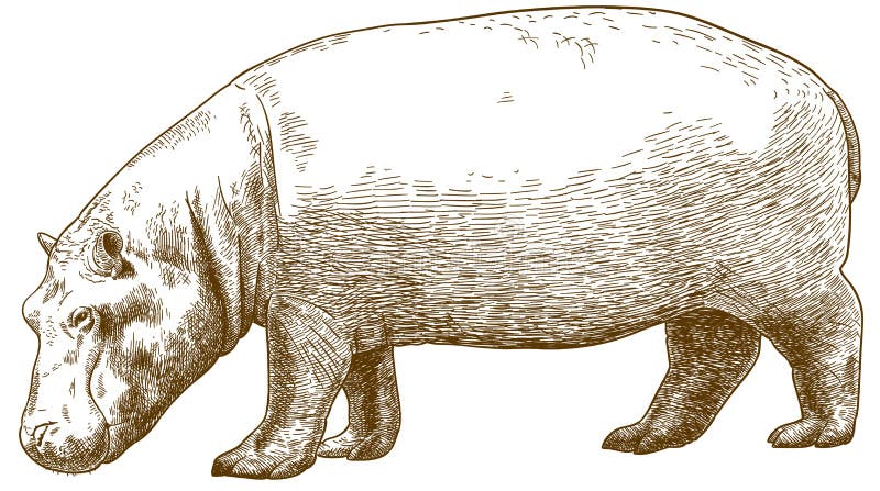 Engraving illustration of hippo