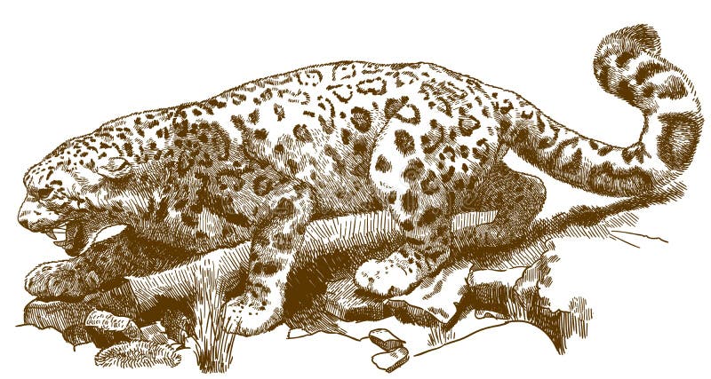 Engraving illustration of snow leopard