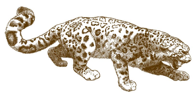 Engraving illustration of snow leopard