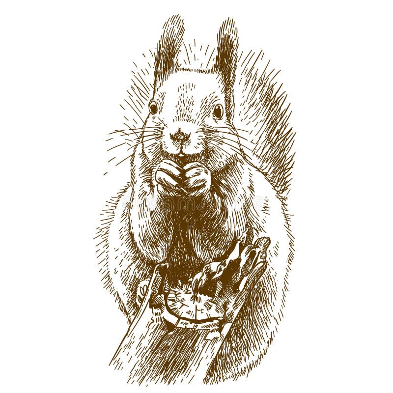 Engraving illustration of squirrel