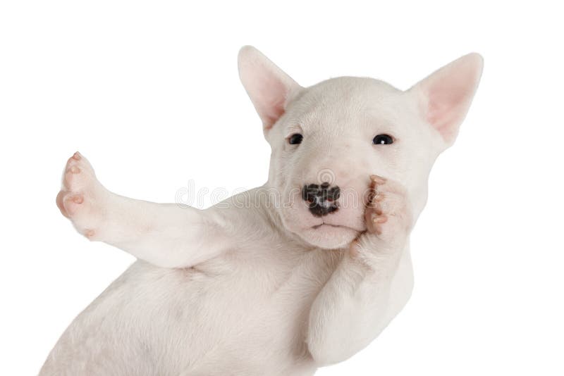 Engraçada miniatura branca Bull Terrier cachorrinho sobre branco imagens de stock royalty free