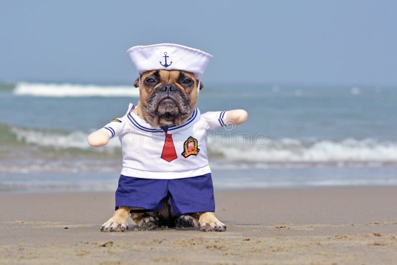 Engraçado Bulldog Francês vestido com um belo cão marinheiro na praia com oceano de fundo