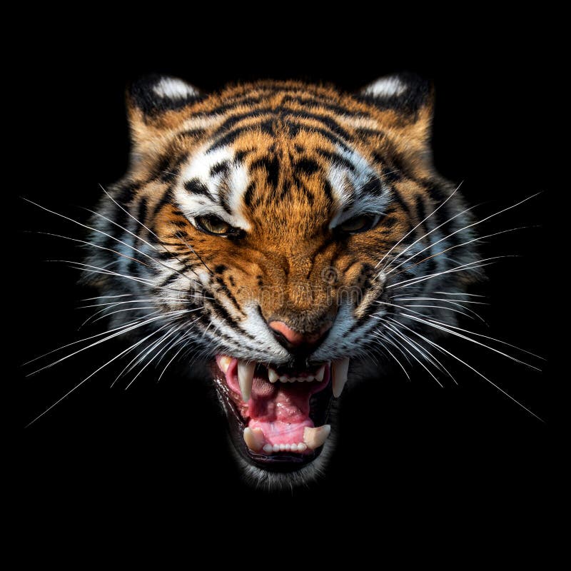 Engstirniges Tigerportrait