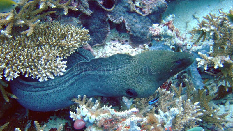Enguia de Moray gigante, Maldives imagens de stock Enguia de Moray gigante, Maldives imagens de stock