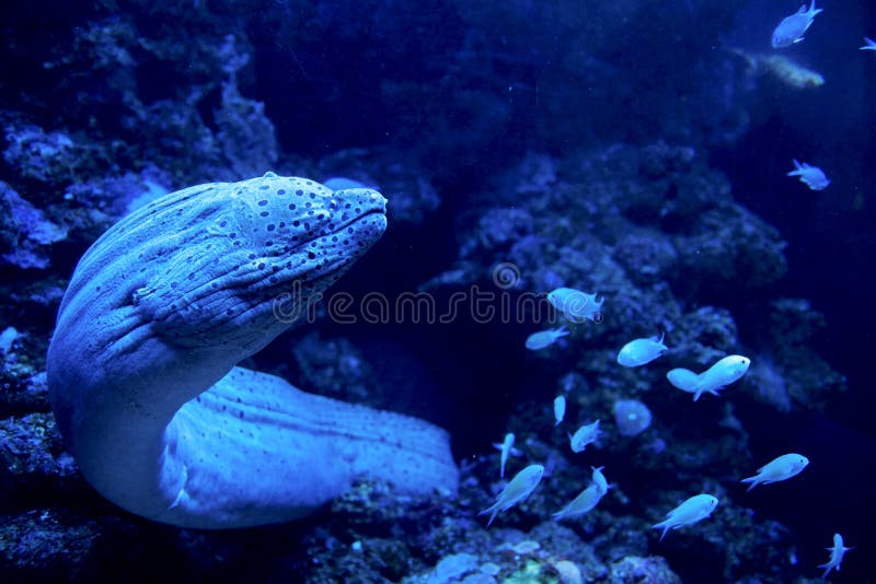 Enguia de moray gigante que sai para uma caça imagens de stock royalty free Enguia de moray gigante que sai para uma caça imagens de stock royalty free