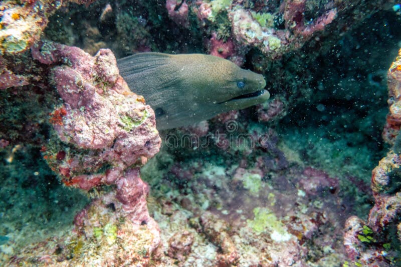 Enguia de Moray que esconde no recife de corais imagens de stock Enguia de Moray que esconde no recife de corais imagens de stock