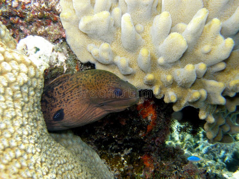 Enguia de Moray verde gigante Fiji fotografia de stock Enguia de Moray verde gigante Fiji fotografia de stock