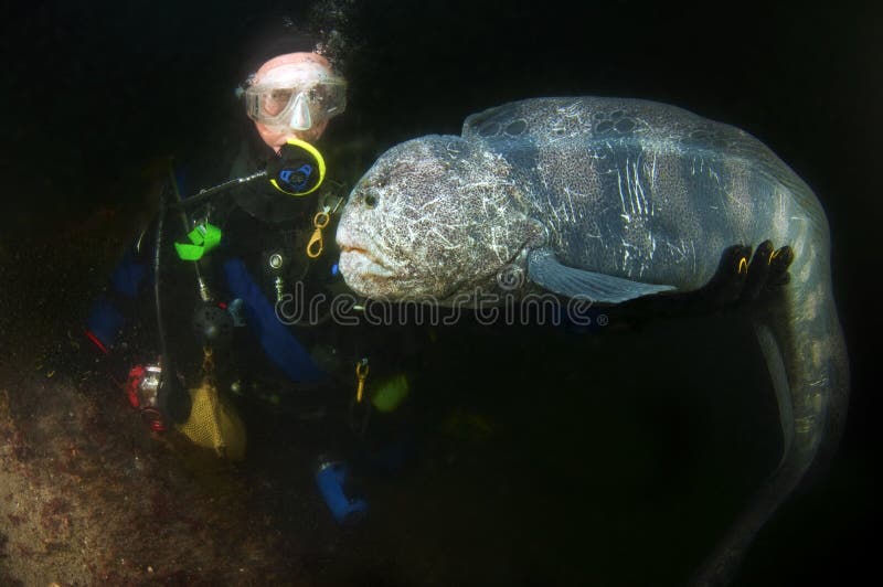 Wolf eel are the largest of the blenny family and not a true eel. Wolf eel are the largest of the blenny family and not a true eel