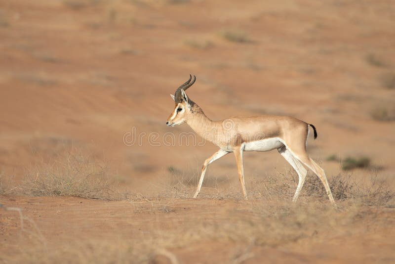 Single mountain gazelle walking alone in the desert dunes. Dubai, UAE. Single mountain gazelle walking alone in the desert dunes. Dubai, UAE.