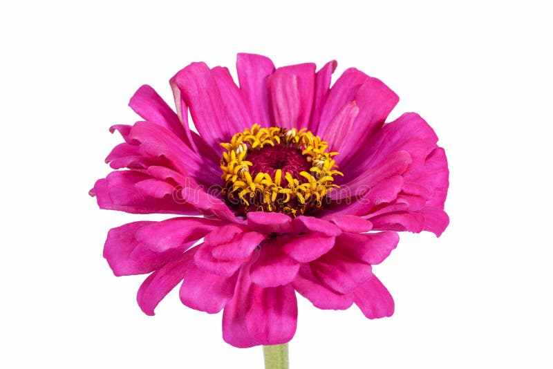 Enige bloem van roze die Zinnia op witte achtergrond wordt geïsoleerd stock fotografie Enige bloem van roze die Zinnia op witte achtergrond wordt geïsoleerd stock fotografie
