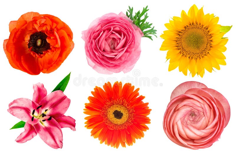 Enige bloemhoofden Lelie, ranunculus, zonnebloem, gerber, anemon