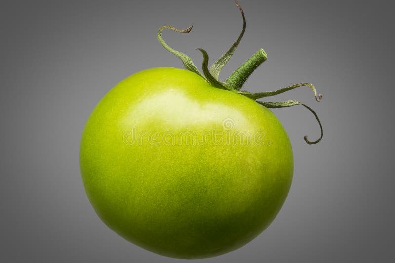 Enige groene die tomaat op grijze achtergrond wordt geïsoleerd royalty-vrije stock afbeeldingen Enige groene die tomaat op grijze achtergrond wordt geïsoleerd royalty-vrije stock afbeeldingen