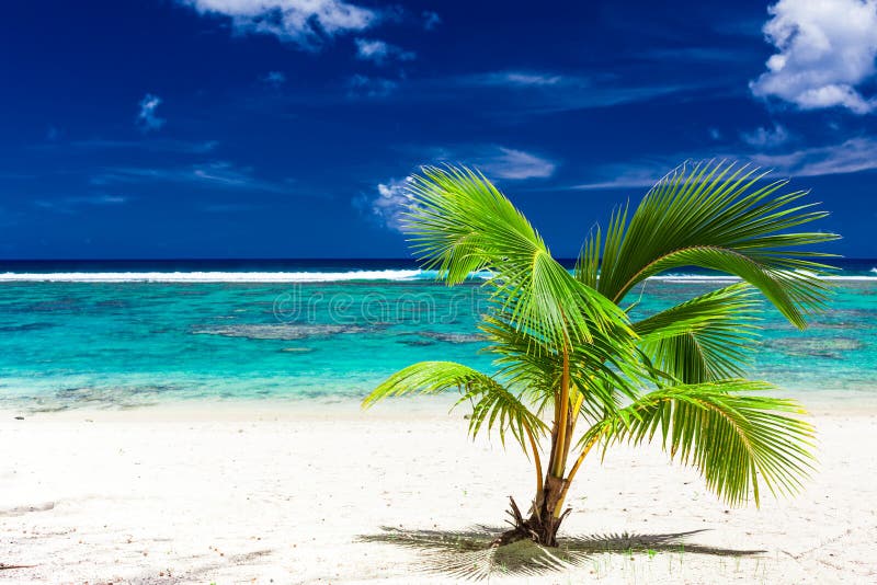 Enige kleine palm op een Rarotonga-strand, Cook Islands