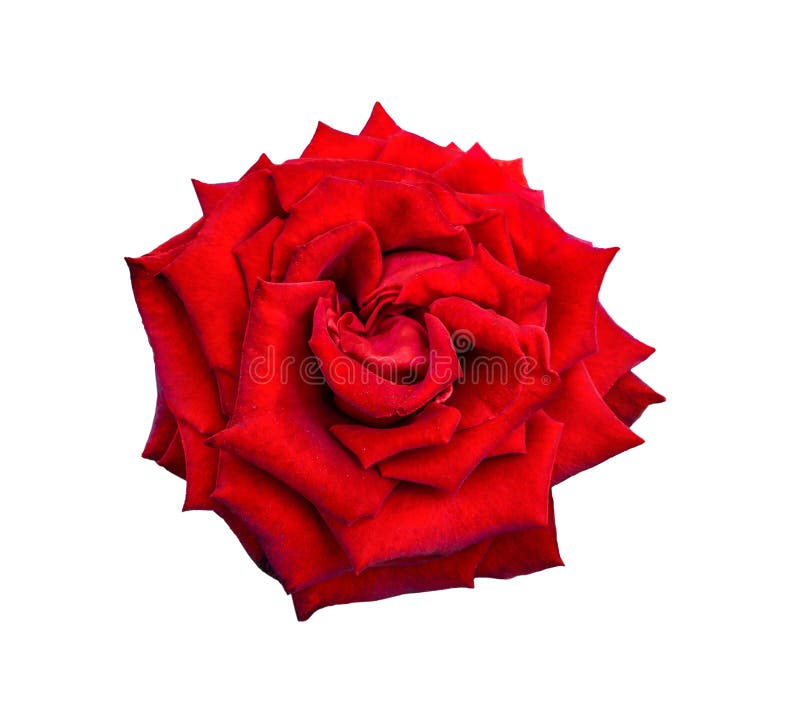 Enige rood nam bloem dichte omhooggaand toe, geïsoleerd op een witte achtergrond stock foto's Enige rood nam bloem dichte omhooggaand toe, geïsoleerd op een witte achtergrond stock foto's