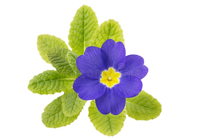 Een enkele primulabloem stock afbeeldingen