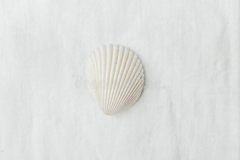 Enige Vlakke Semi Cirkel Zuivere Witte Overzees Shell op de Achtergrond van de Linnenstof Minimalistische Moderne Gestileerde Soc stock fotografie Enige Vlakke Semi Cirkel Zuivere Witte Overzees Shell op de Achtergrond van de Linnenstof Minimalistische Moderne Gestileerde Soc stock fotografie