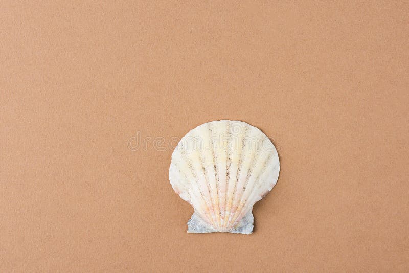 Enige Vlakke Semi Cirkeloverzees Shell op de Bruine Achtergrond van de Koffiekleur Minimalistische moderne stijl Funky In Kleuren stock afbeelding Enige Vlakke Semi Cirkeloverzees Shell op de Bruine Achtergrond van de Koffiekleur Minimalistische moderne stijl Funky In Kleuren stock afbeelding