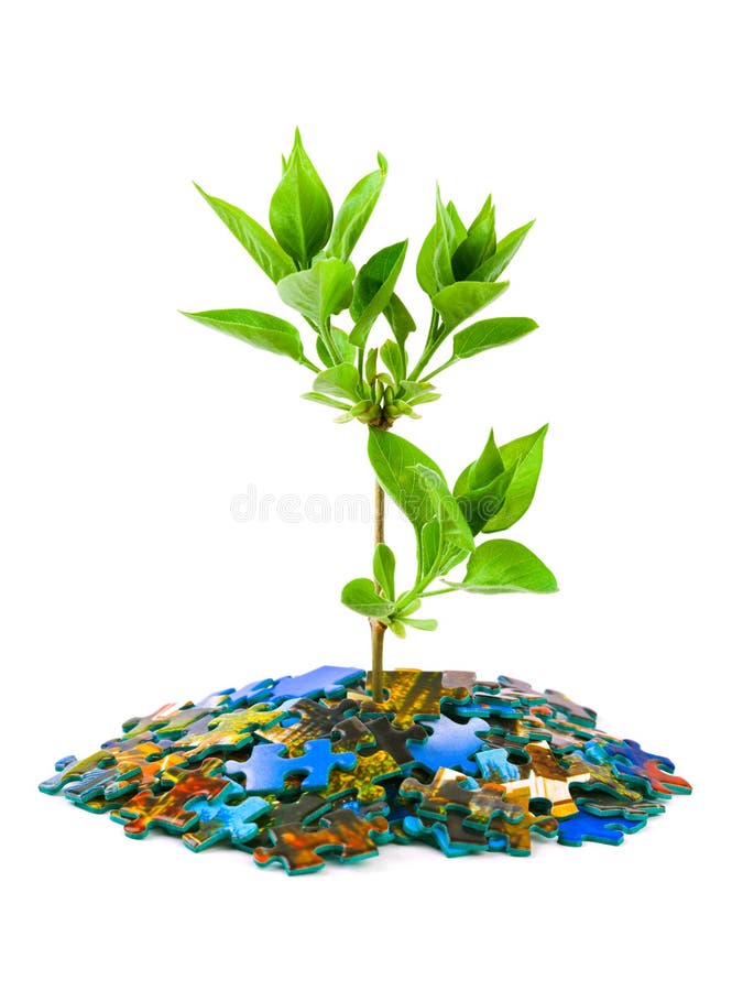 Enigma e planta imagem de stock royalty free Enigma e planta imagem de stock royalty free