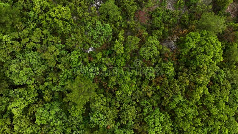 Enigmatisk höjning : Utredning av mystisk skog vid det inkiserade berget