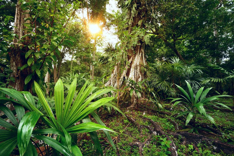 Enigmatic and mysterious rainforests of Central America. Guatemala. Enigmatic and mysterious rainforests of Central America. Guatemala