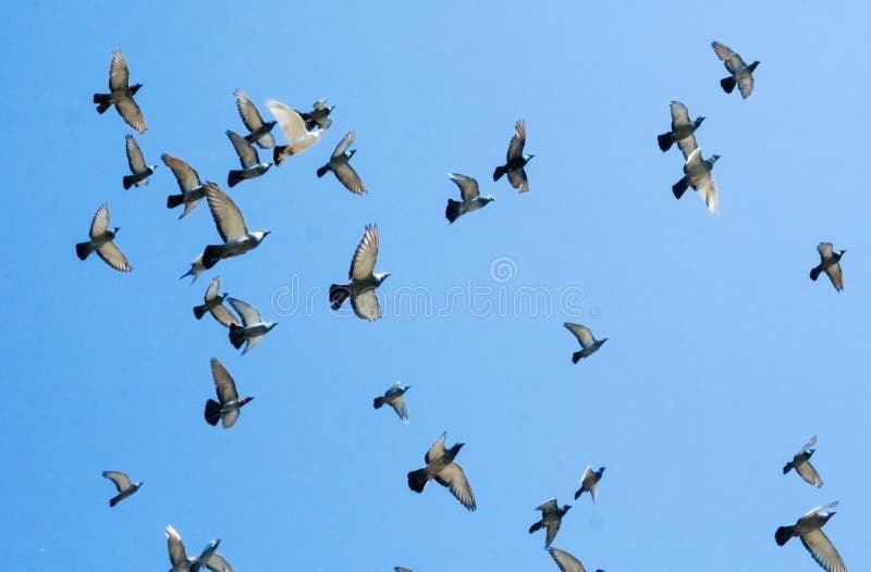 Bandada de palomas fotografía de archivo