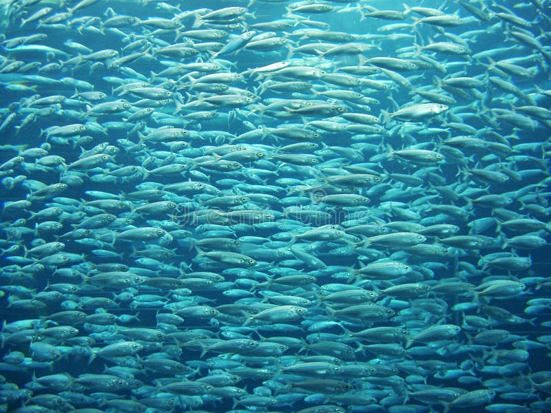 Enjambre de los pescados foto de archivo libre de regalías Enjambre de los pescados foto de archivo libre de regalías