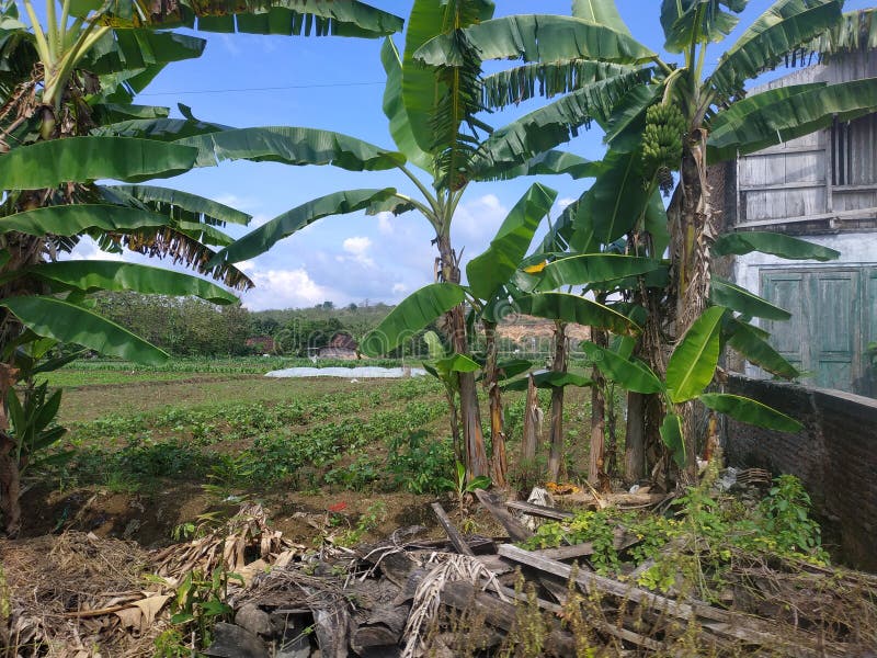 Banana Trees On The Outskirts Of The Village Road Stock Photo Image