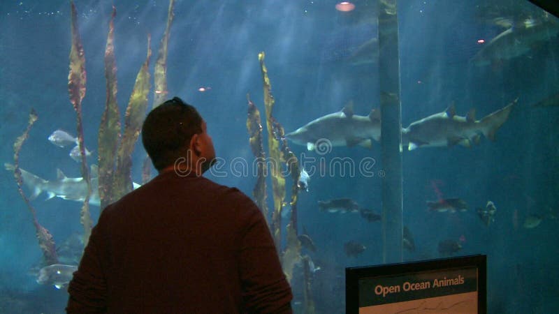 living art aquarium madison wi living art aquarium madison wi