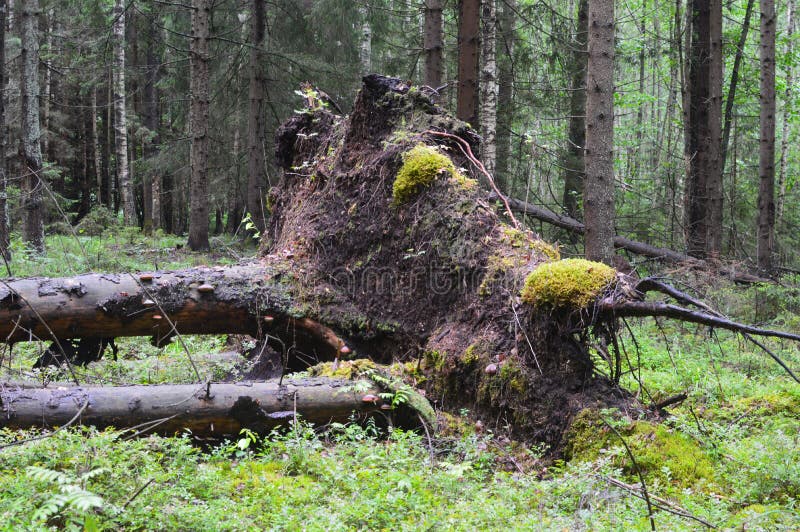 Windbreak, the tumbled-down and cut trees. stock photo Windbreak, the tumbled-down and cut trees. stock photo