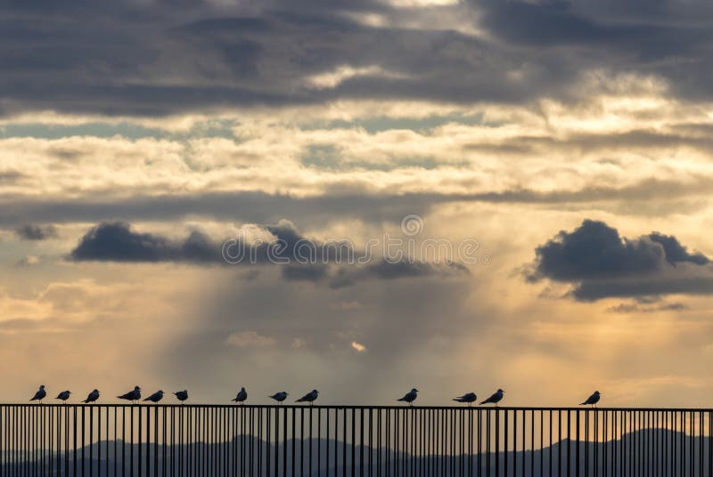 Seagulls gathering on a fence at unset over the lake of Neuchâtel in Switzerland. Seagulls gathering on a fence at unset over the lake of Neuchâtel in Switzerland