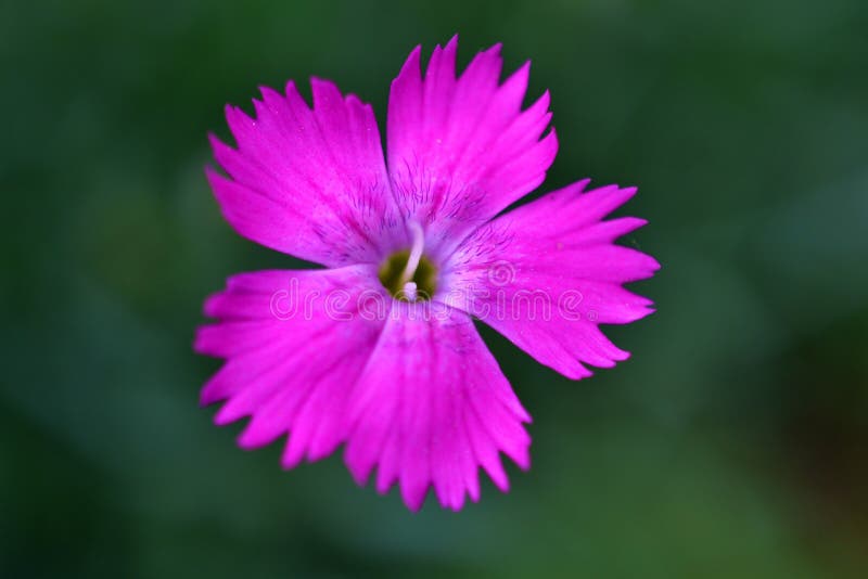enkel blomma royaltyfri fotografi enkel blomma royaltyfri fotografi