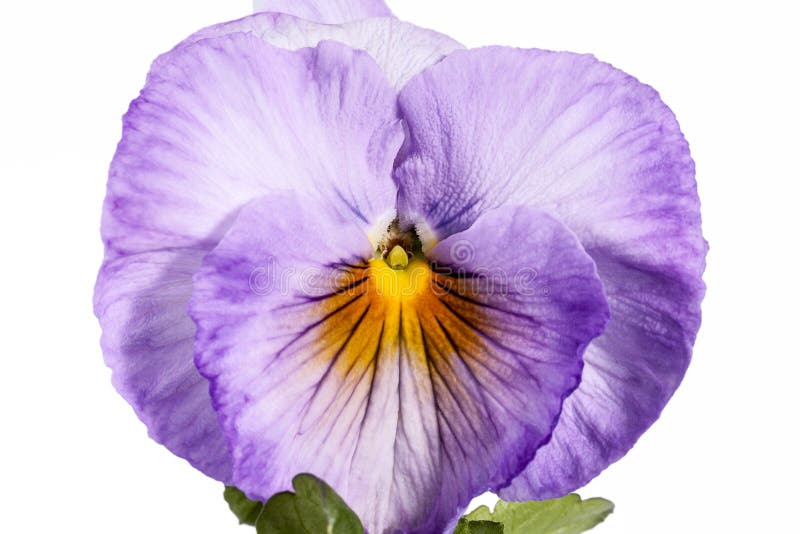 Enkel blomma av den trädgårds- penséen som isoleras på vit bakgrund royaltyfri fotografi Enkel blomma av den trädgårds- penséen som isoleras på vit bakgrund royaltyfri fotografi