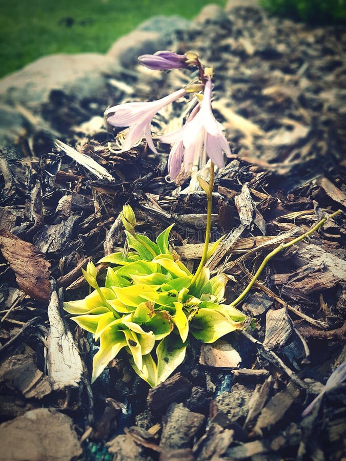 Enkel blomma i en trädgård fotografering för bildbyråer Enkel blomma i en trädgård fotografering för bildbyråer