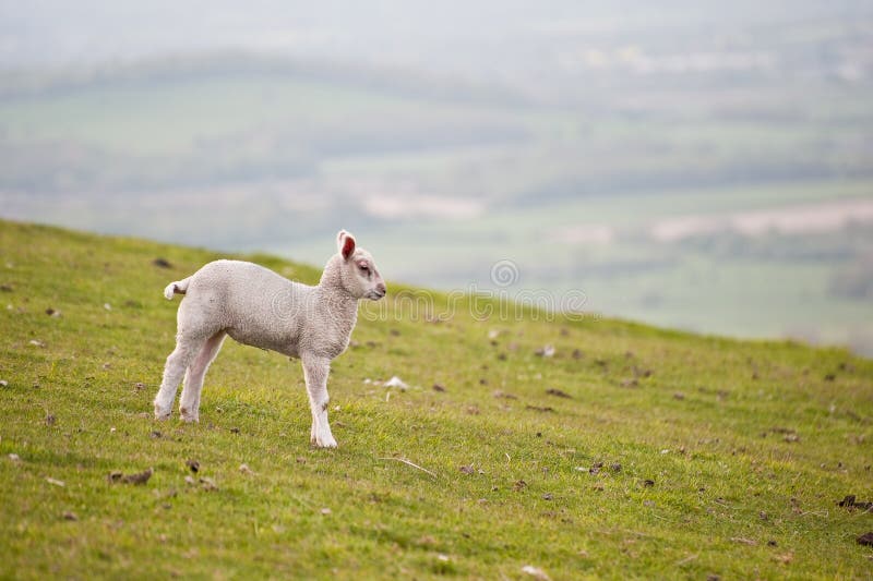 Enkel fjäder för fältlamb. Lantlig fjäder för lantgårdlamdliggande