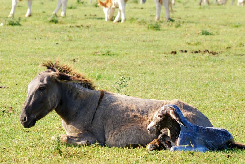 Just born little donkey om meadow. Just born little donkey om meadow