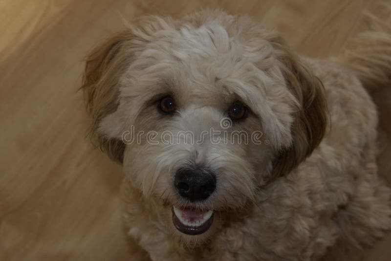 Enkel kvinnlig gullig hundTibet terrier fotografering för bildbyråer Enkel kvinnlig gullig hundTibet terrier fotografering för bildbyråer