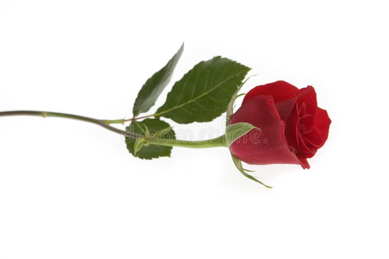enkel redrose royaltyfri foto enkel redrose royaltyfri foto