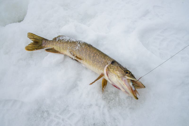 huren Stam sensatie Enkel Slikken De Gevangen Snoeken Een Vis, De Ijswinter Die Voor Levend Aas  Vissen Stock Afbeelding - Image of gezond, hobby: 108064245