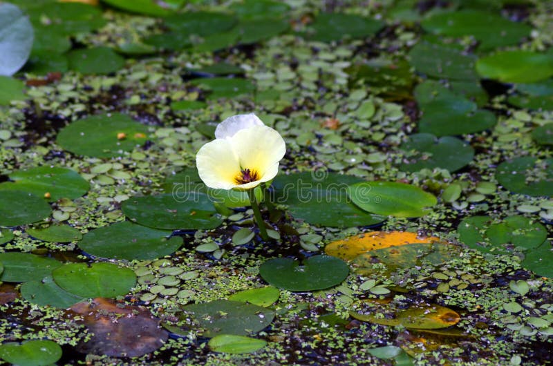 Enkelgeel water ligt in een vijver met groene waterplanten en kleine lippenbloemen in een natuurlijk, vreedzaam vijver royalty-vrije stock afbeeldingen Enkelgeel water ligt in een vijver met groene waterplanten en kleine lippenbloemen in een natuurlijk, vreedzaam vijver royalty-vrije stock afbeeldingen