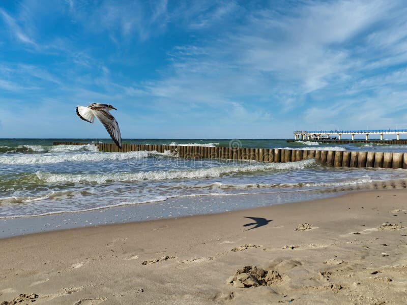 Enkelsjöflugor över sandstranden i Östersjön royaltyfria bilder