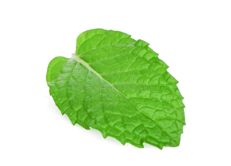 Enkelt blad för ny mintkaramell som isoleras på vit arkivbilder Enkelt blad för ny mintkaramell som isoleras på vit arkivbilder