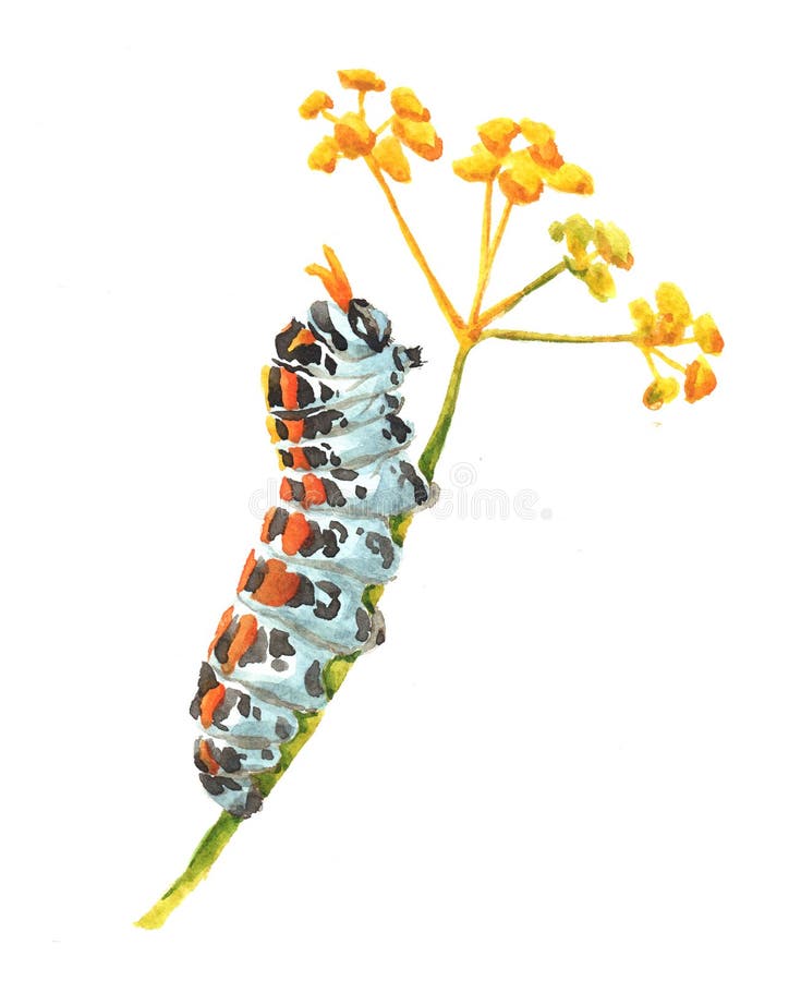 Watercolor single caterpillar insect animal isolated on a white background illustration. Watercolor single caterpillar insect animal isolated on a white background illustration.