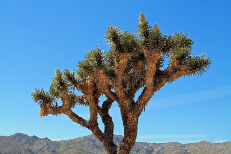 Enkla Joshua Tree i blom royaltyfri bild Enkla Joshua Tree i blom royaltyfri bild